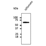 Western Blot - Anti-tdTomato Antibody (AB8181) - Antibodies.com