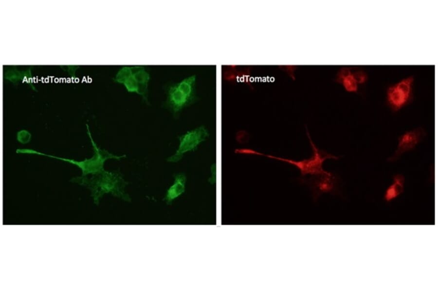 Immunoflouroscence - Anti-tdTomato Antibody (AB8181) - Antibodies.com