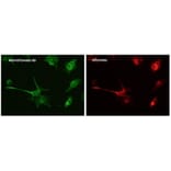 Immunoflouroscence - Anti-tdTomato Antibody (AB8181) - Antibodies.com