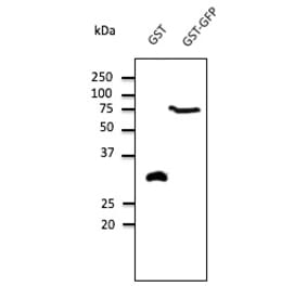 Western Blot - Anti-GST Antibody (AB9019) - Antibodies.com
