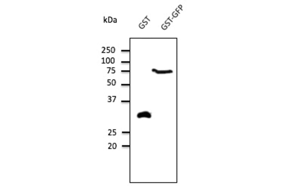 Western Blot - Anti-GST Antibody (AB9019) - Antibodies.com