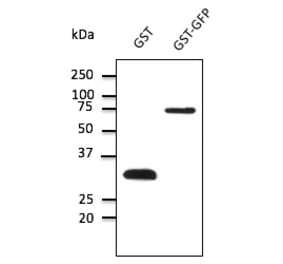 Western Blot - Anti-GST Antibody (AB9919) - Antibodies.com