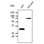 Western Blot - Anti-GST Antibody (AB9919) - Antibodies.com