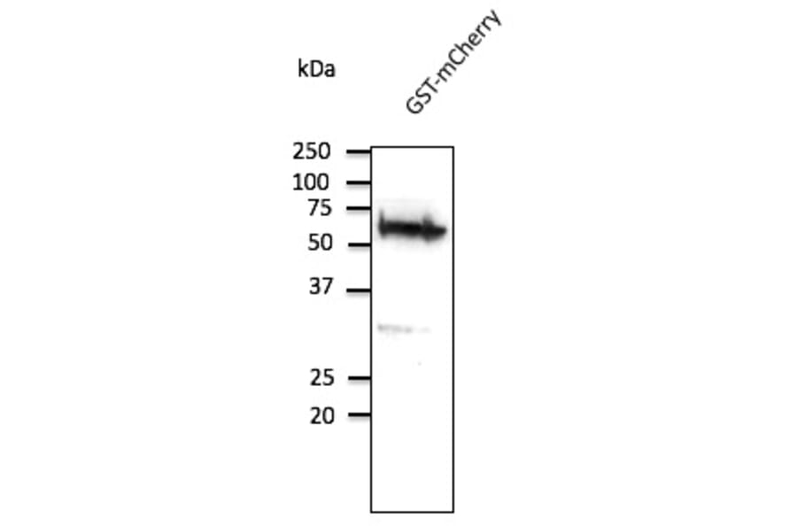 Western Blot - Anti-GST Antibody (AB9929) - Antibodies.com