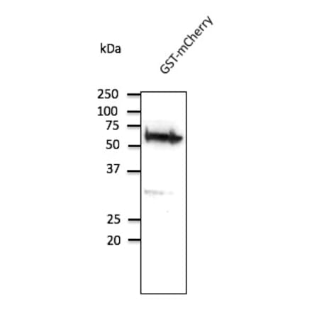 Western Blot - Anti-GST Antibody (AB9929) - Antibodies.com