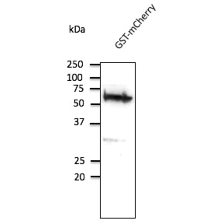 Western Blot - Anti-GST Antibody (AB9929) - Antibodies.com