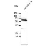 Western Blot - Anti-GST Antibody (AB9929) - Antibodies.com