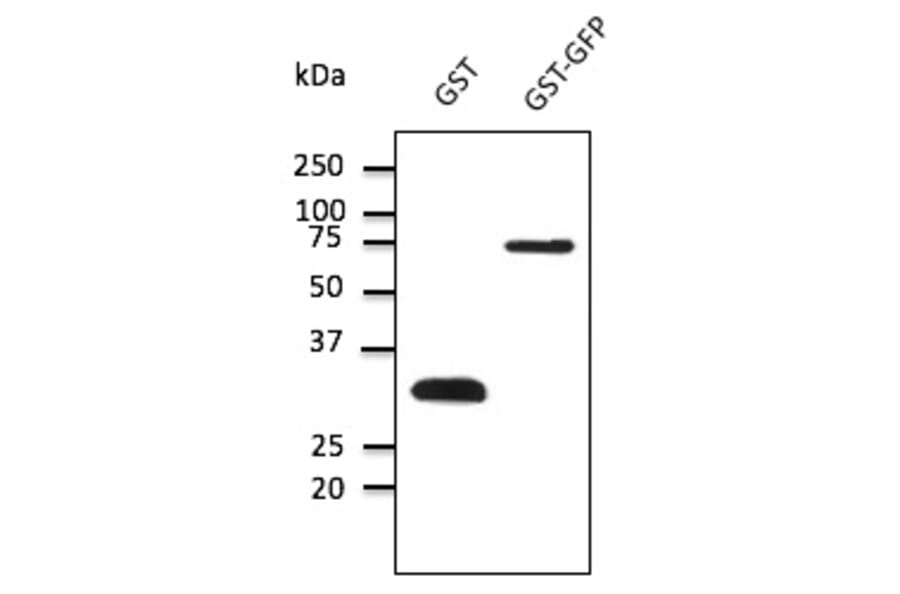 Western Blot - Anti-GST Antibody (AB99919) - Antibodies.com