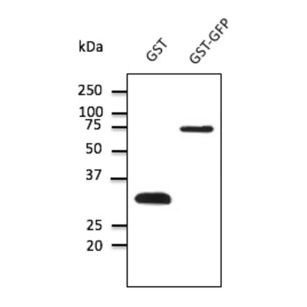 Western Blot - Anti-GST Antibody (AB99919) - Antibodies.com