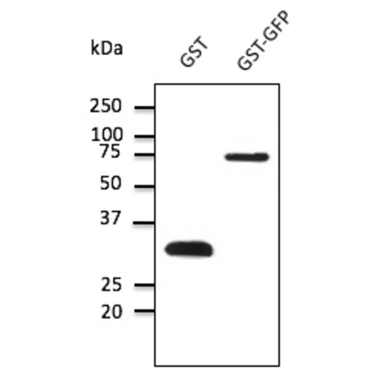 Western Blot - Anti-GST Antibody (AB99919) - Antibodies.com
