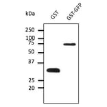 Western Blot - Anti-GST Antibody (AB99919) - Antibodies.com