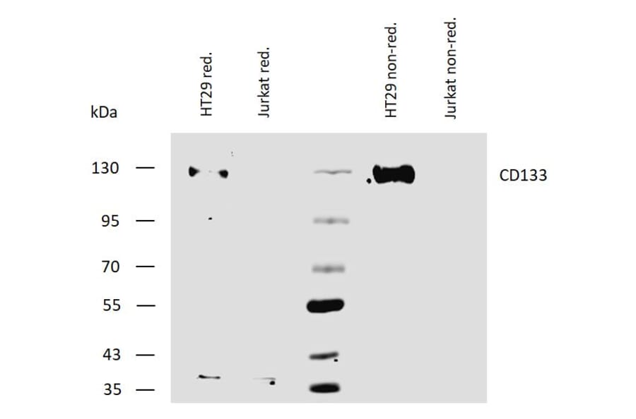 WB - Anti-CD133 Antibody [W6B3C1] (A121775)