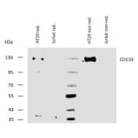 WB - Anti-CD133 Antibody [W6B3C1] (A121775)