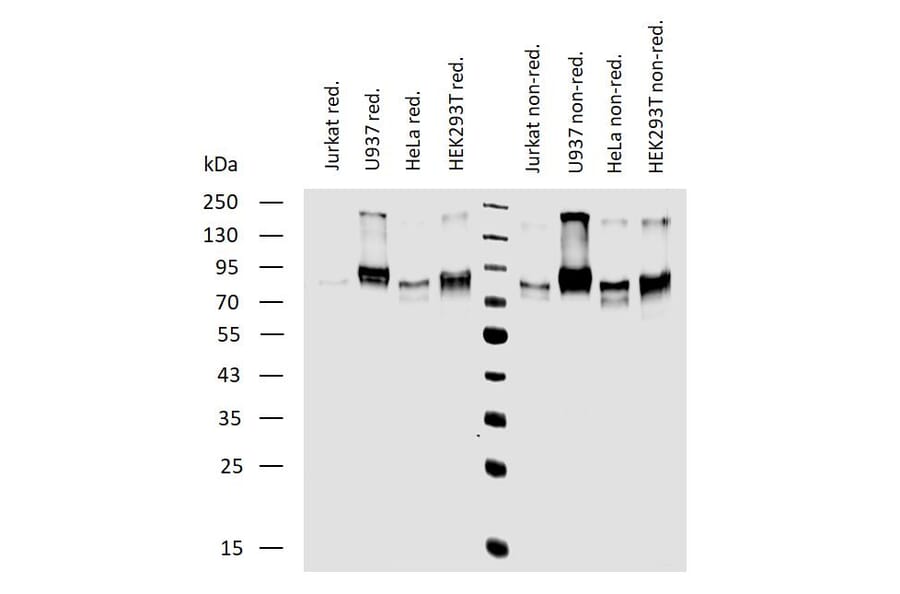 WB - Anti-CD164 Antibody [67D2] (A121779)