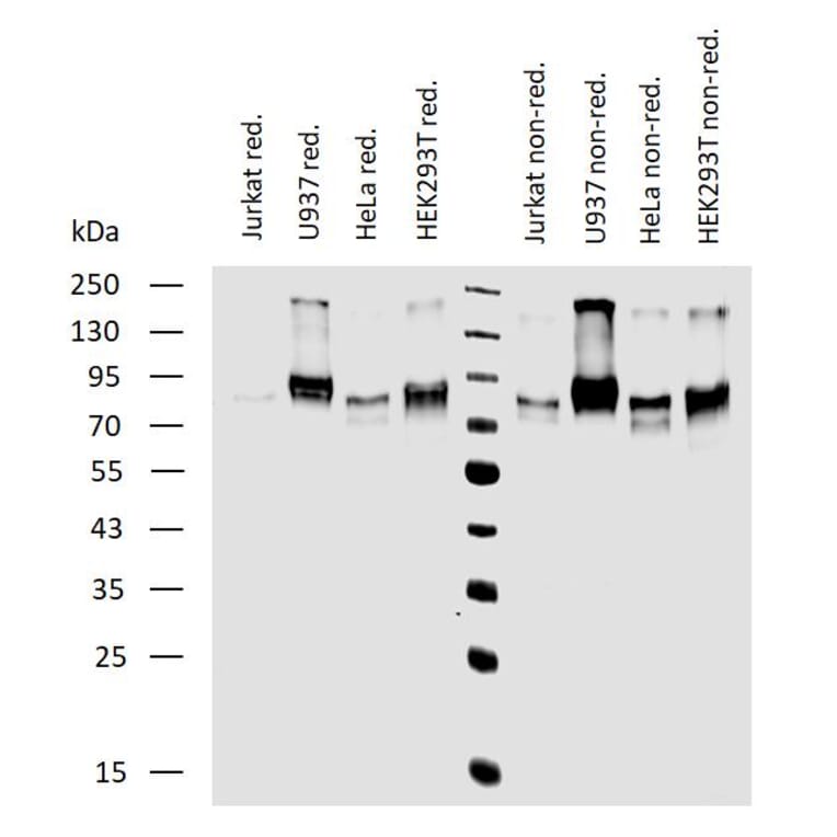 WB - Anti-CD164 Antibody [67D2] (A121779)
