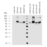 WB - Anti-CD164 Antibody [67D2] (A121779)