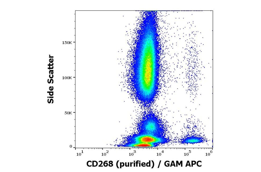 Flow Cytometry - Anti-BAFF-R Antibody [11C1] (A121788)