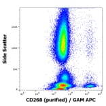 Flow Cytometry - Anti-BAFF-R Antibody [11C1] (A121788)