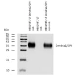 WB - Anti-DENDRA2 Antibody (A121799)