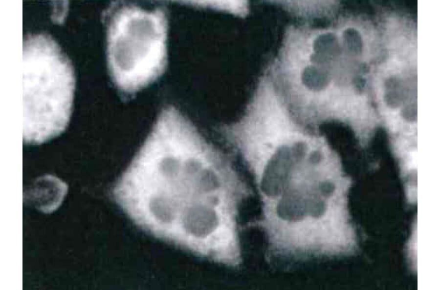 Immunocytochemistry - Anti-RPSA Antibody [RP-01] (A121803) - Antibodies.com