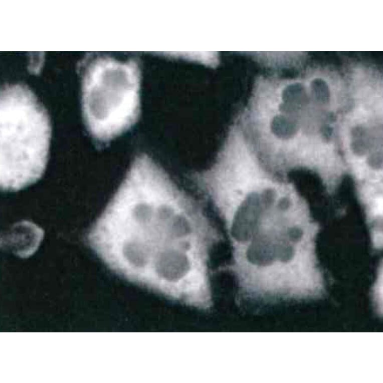 Immunocytochemistry - Anti-RPSA Antibody [RP-01] (A121803) - Antibodies.com