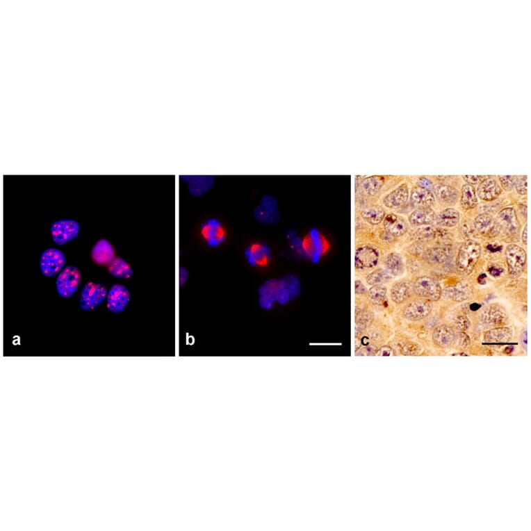 Immunocytochemistry and Immunohistochemistry - Anti-TPX2 Antibody [TPX2-01] (A121808) - Antibodies.com