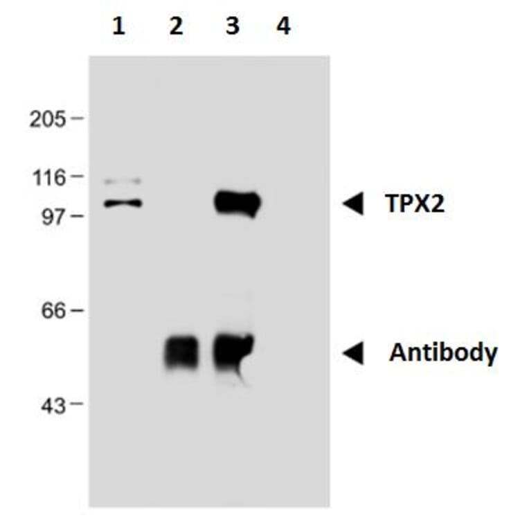 Immunoprecipitation - Anti-TPX2 Antibody [TPX2-01] (A121811) - Antibodies.com