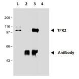 Immunoprecipitation - Anti-TPX2 Antibody [TPX2-01] (A121811) - Antibodies.com