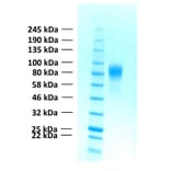 SDS-PAGE - Recombinant Human FGFR1b Protein (Functional) (A122154) - Antibodies.com