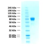 SDS-PAGE - Recombinant Human FGFR1c Protein (Functional) (A122155) - Antibodies.com