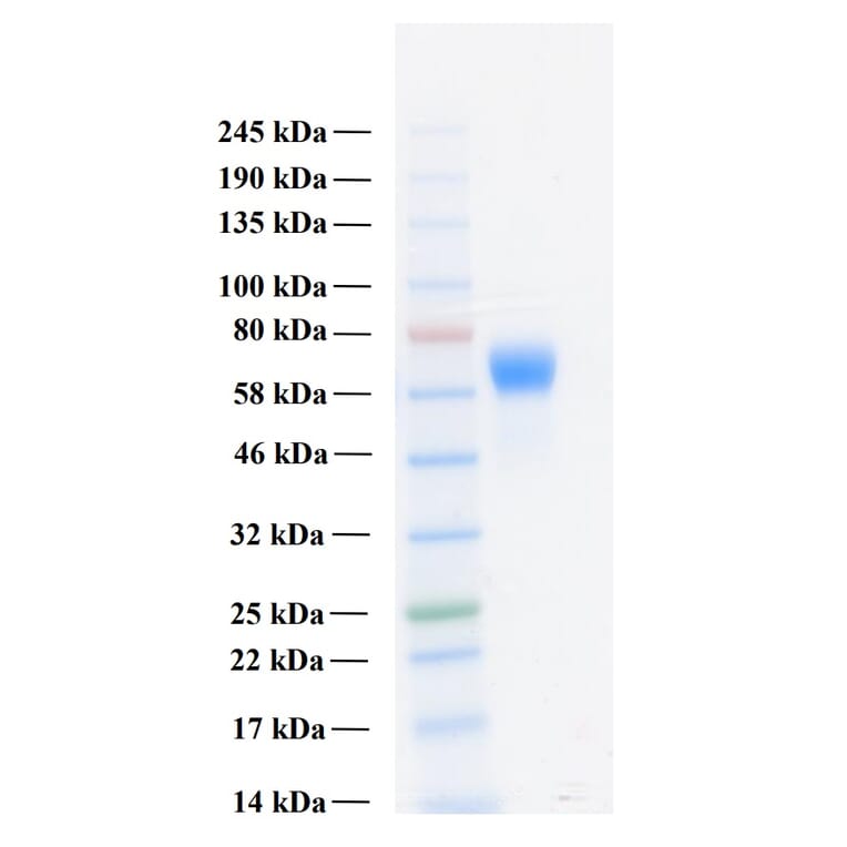 SDS-PAGE - Recombinant Human FGFR3c Protein (Functional) (A122159) - Antibodies.com