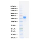 SDS-PAGE - Recombinant Human FGFR3c Protein (Functional) (A122159) - Antibodies.com