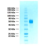 SDS-PAGE - Recombinant Human FGFR4 Protein (Functional) (A122160) - Antibodies.com