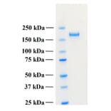 SDS-PAGE - Recombinant Human PLA2R1 Protein (Functional) (A122161) - Antibodies.com