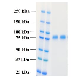 SDS-PAGE - Recombinant Human PLA2R1 Protein (Functional) (A122162) - Antibodies.com