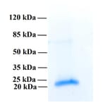 SDS-PAGE - Recombinant Human PLA2R1 Protein (Functional) (A122164) - Antibodies.com