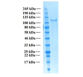 SDS-PAGE - Recombinant Human THSD7A Protein (Functional) (A122166) - Antibodies.com