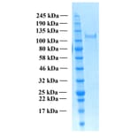 SDS-PAGE - Recombinant Human THSD7A Protein (Functional) (A122166) - Antibodies.com