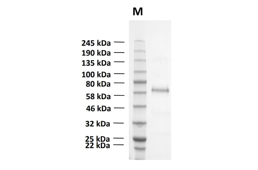 SDS-PAGE - Recombinant Human CD73 Protein (Functional) (A122168) - Antibodies.com
