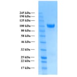 SDS-PAGE - Recombinant Human Amyloid Precursor Protein alpha (Functional) (A122169) - Antibodies.com
