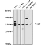 Western Blot - Anti-PITX3/PTX3 Antibody (A13000) - Antibodies.com
