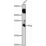 Western Blot - Anti-SLUG Antibody (A13001) - Antibodies.com