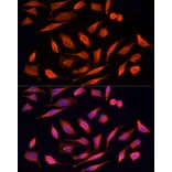 Immunofluorescence - Anti-MST3 Antibody (A13002) - Antibodies.com