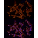 Immunofluorescence - Anti-MST3 Antibody (A13002) - Antibodies.com