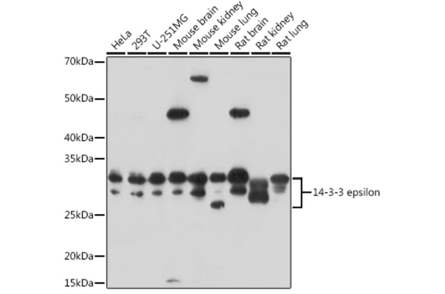 Western Blot - Anti-YWHAE Antibody (A13003) - Antibodies.com