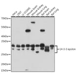 Western Blot - Anti-YWHAE Antibody (A13003) - Antibodies.com