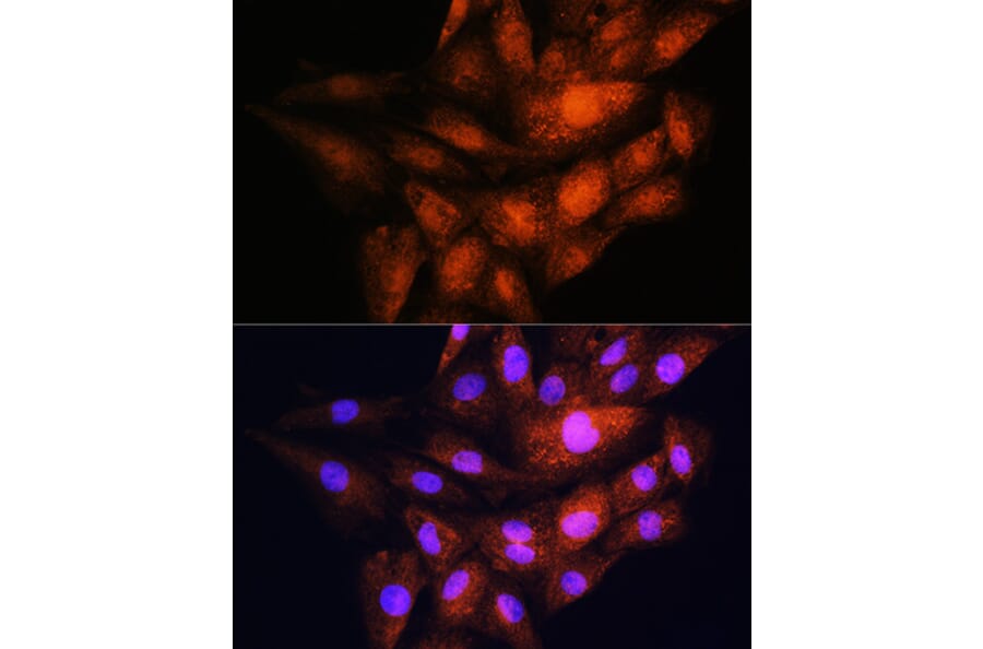 Immunofluorescence - Anti-YWHAE Antibody (A13003) - Antibodies.com