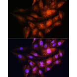 Immunofluorescence - Anti-YWHAE Antibody (A13003) - Antibodies.com