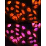 Immunofluorescence - Anti-YWHAE Antibody (A13003) - Antibodies.com