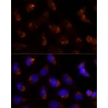Immunofluorescence - Anti-SEC14L2/TAP Antibody (A13004) - Antibodies.com
